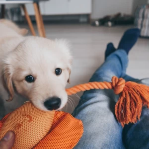 犬用の噛むおもちゃはどうやって選ぶ？ポイントや注意点を詳しく紹介！