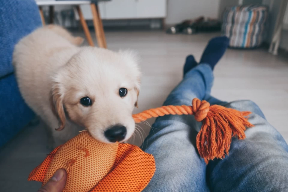 犬用の噛むおもちゃはどうやって選ぶ？ポイントや注意点を詳しく紹介！