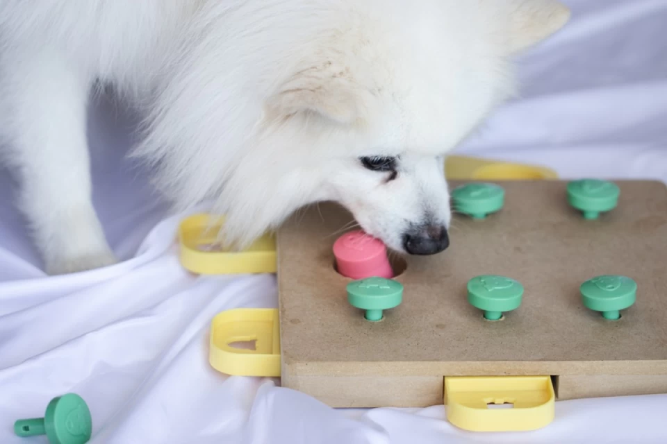 愛犬に「知育玩具」って必要なの？犬用知育玩具の効果や種類、選び方を解説！